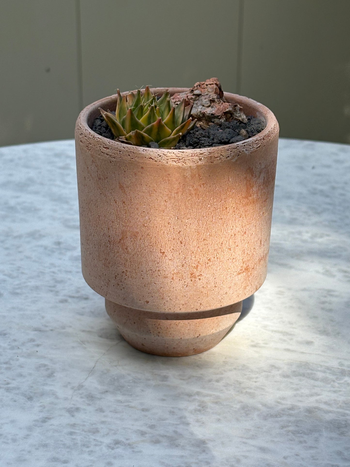Obregonia denegrii variegated – Artichoke Cactus w/ pot