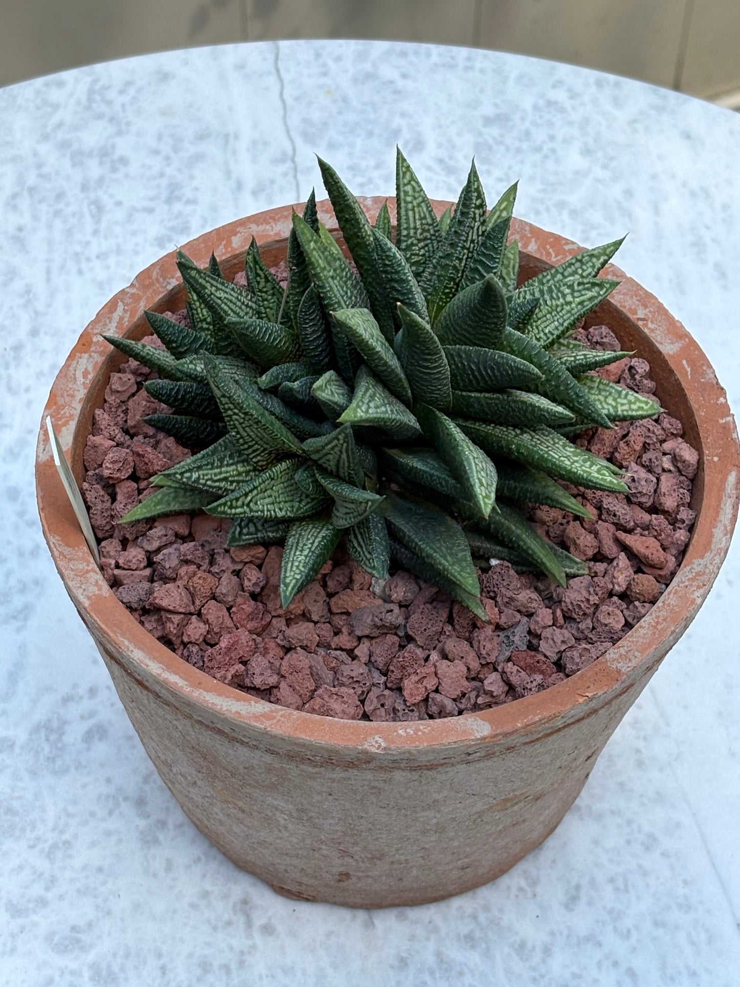 Haworthiopsis ‘Marble Queen’