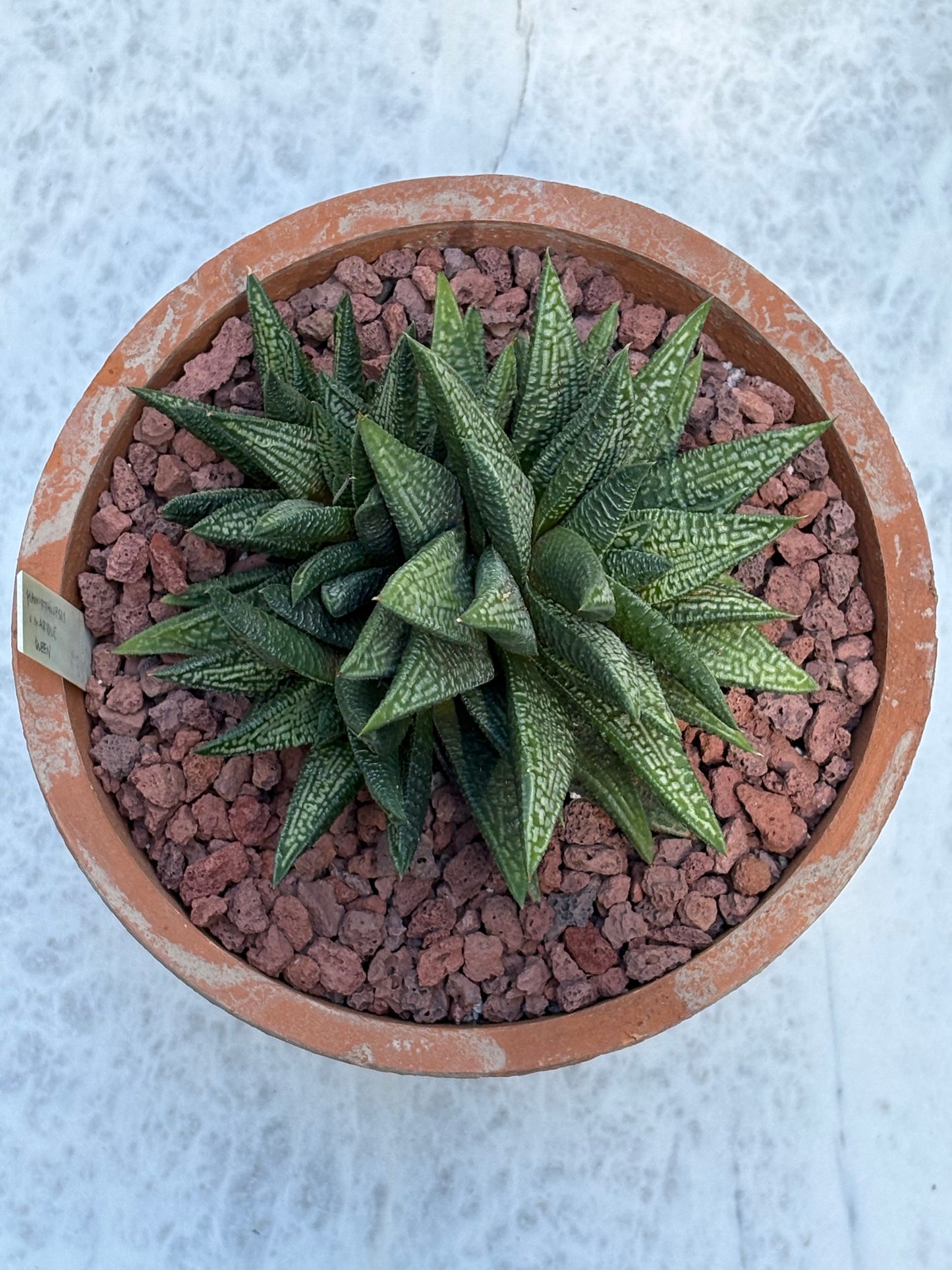 Haworthiopsis ‘Marble Queen’