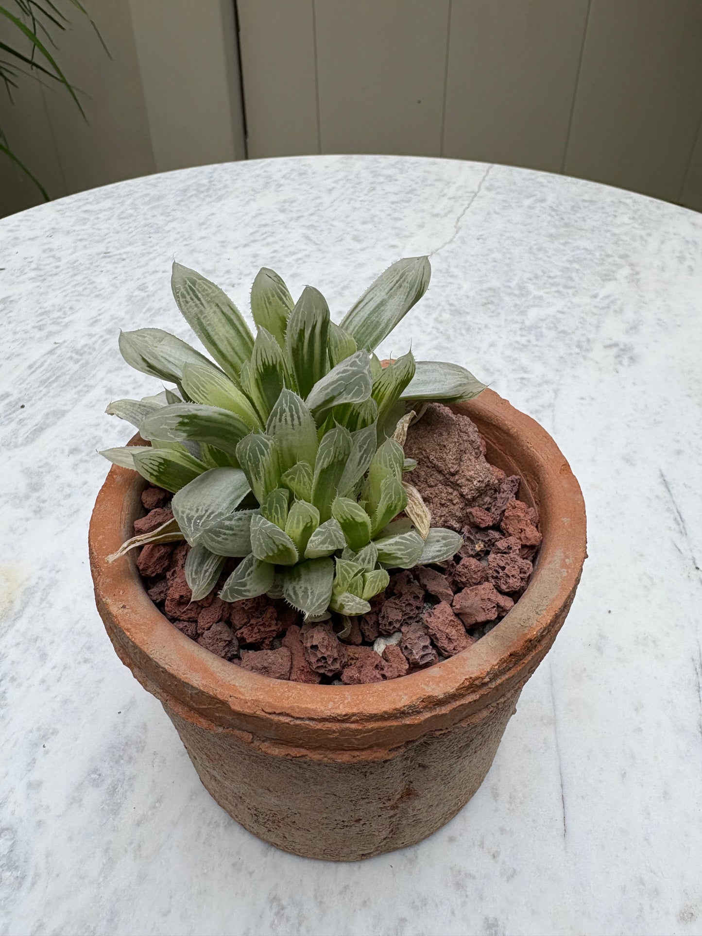 Haworthia ‘Casper’ variegated w/pot