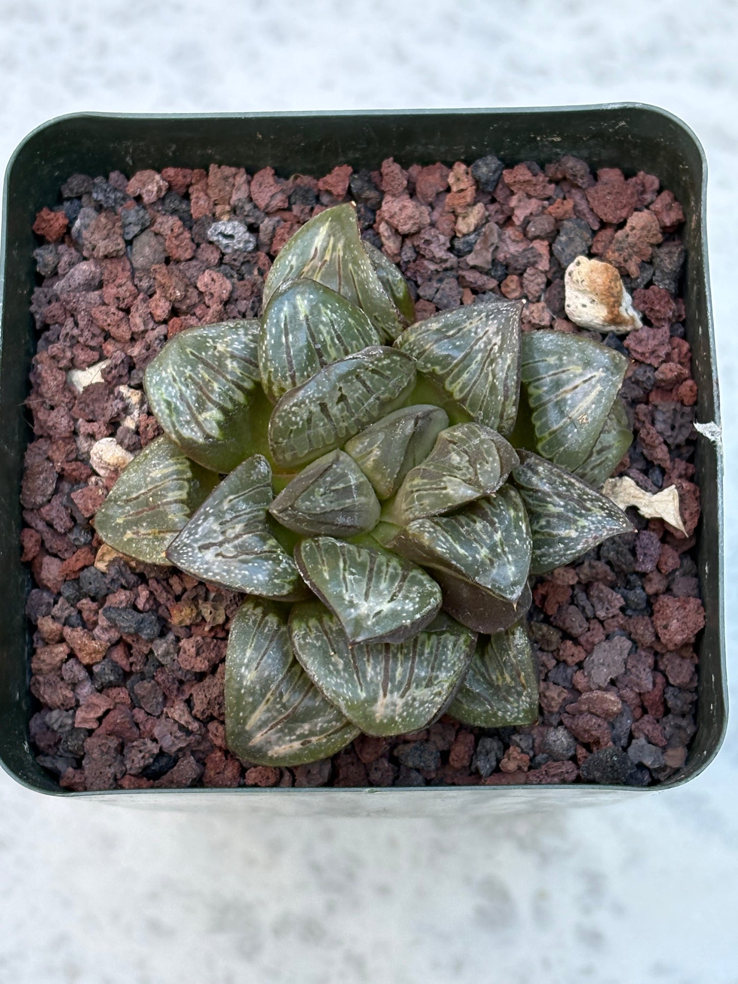 Haworthia ‘Silver Mutica’