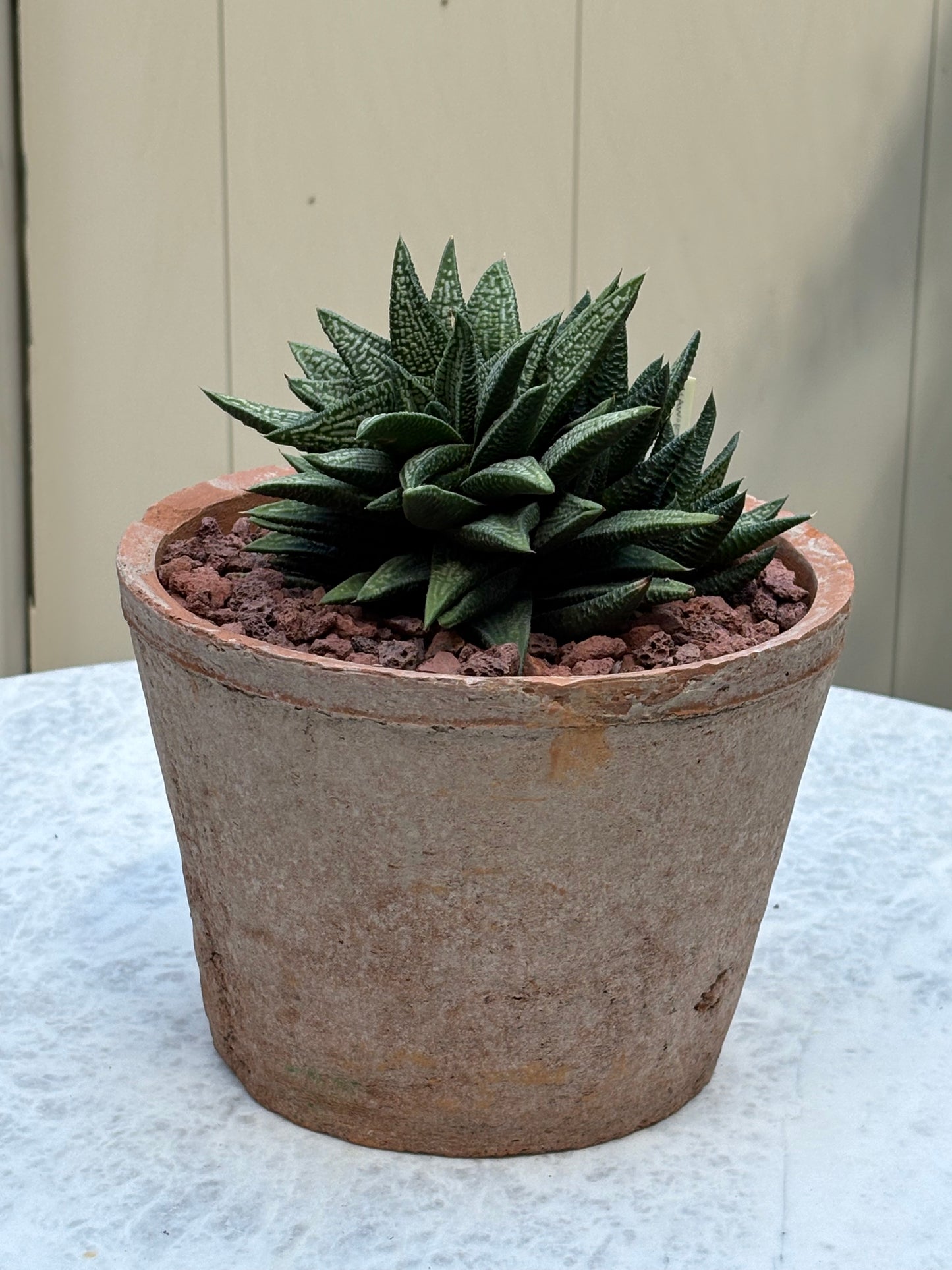 Haworthiopsis ‘Marble Queen’