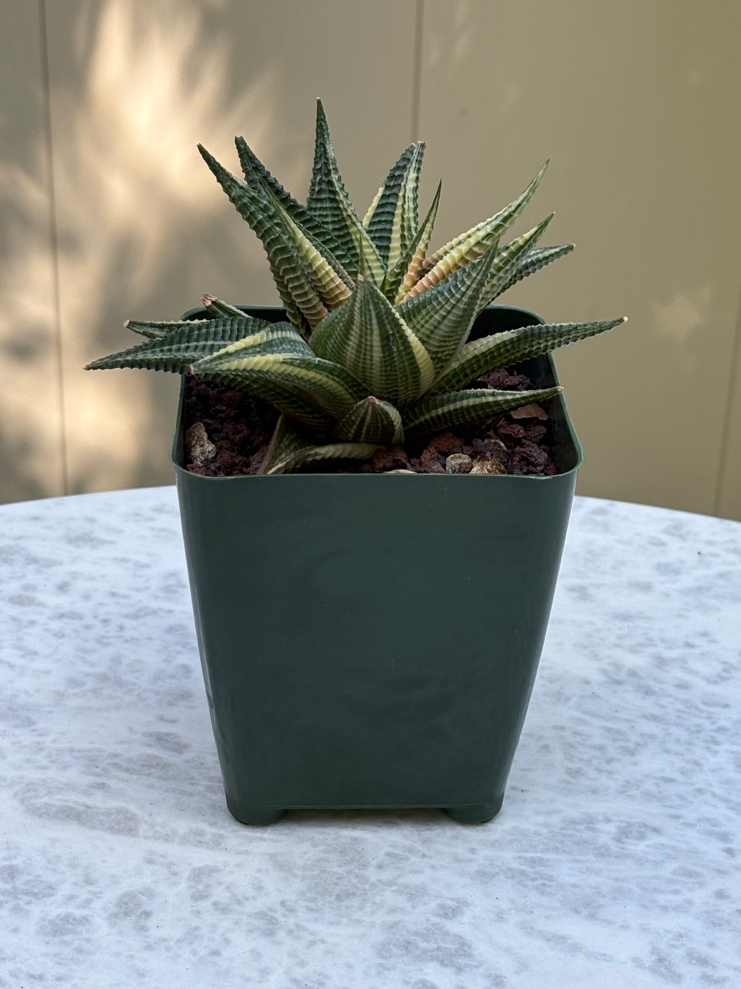 Haworthia Limifolia Variegata