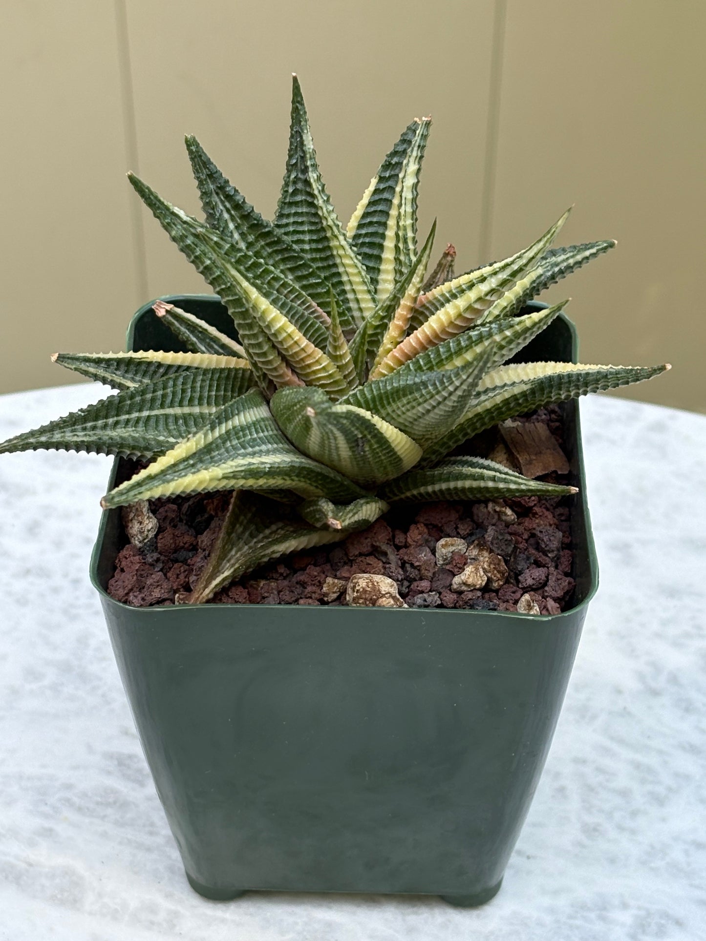Haworthia Limifolia Variegata