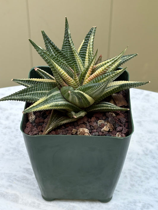 Haworthia Limifolia Variegata
