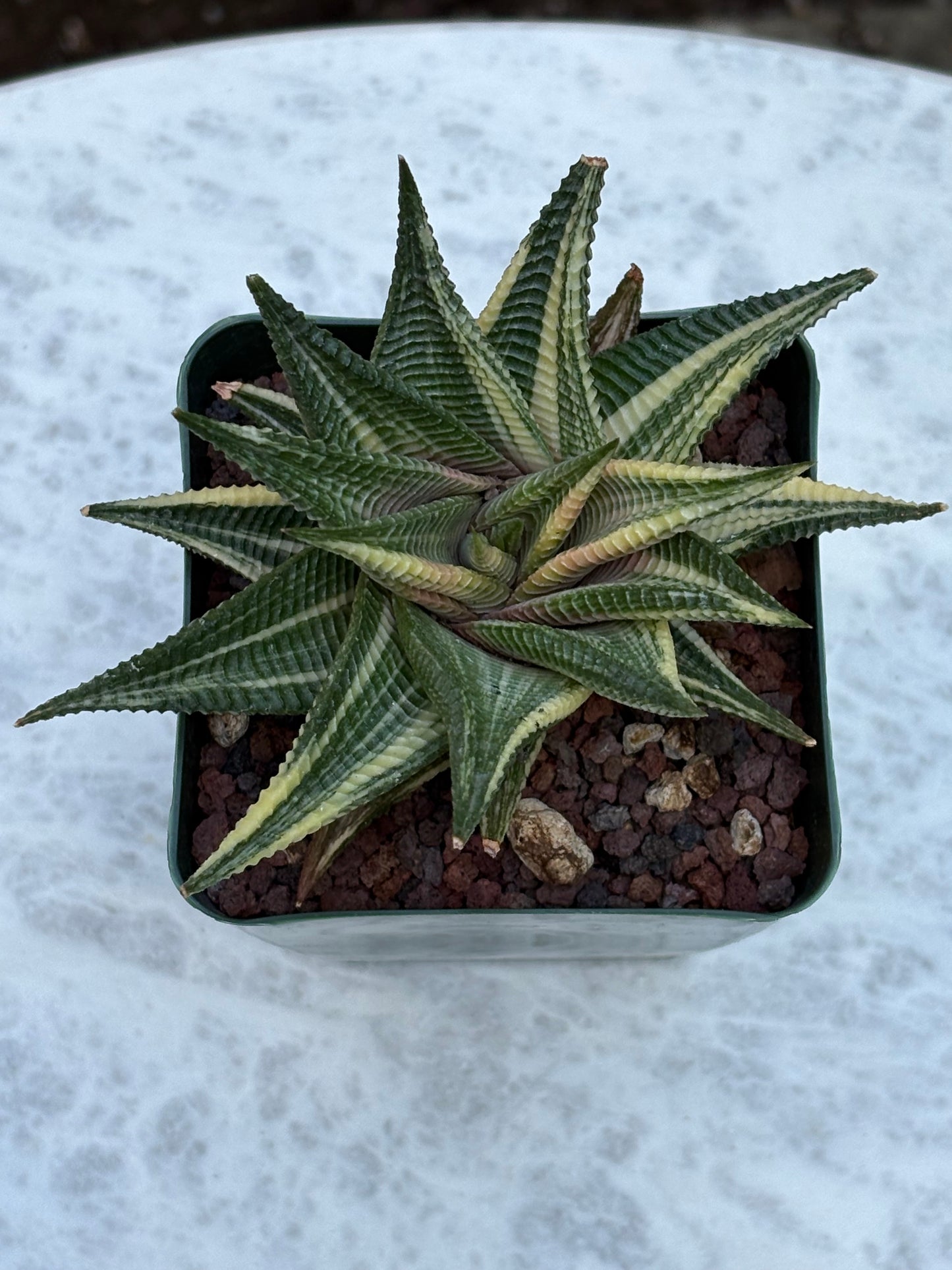 Haworthia Limifolia Variegata