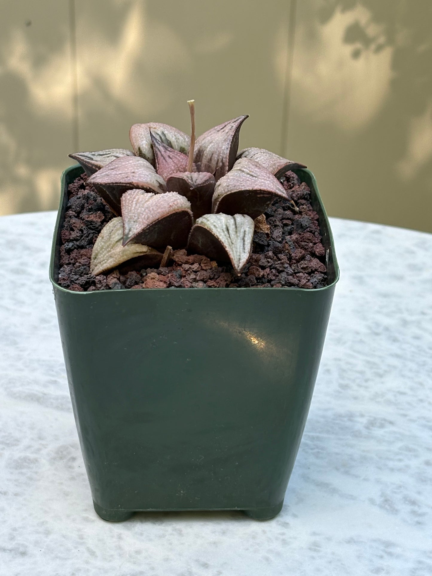 Haworthia ‘Princess Kazunomiya’