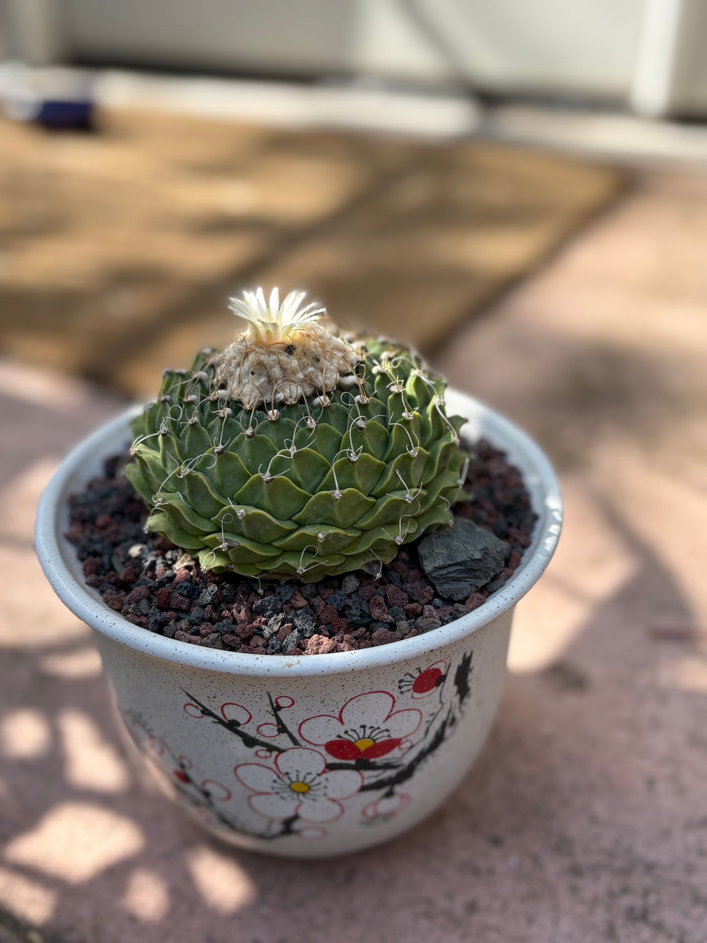 Obregonia denegrii – Artichoke Cactus. Old Specimen.