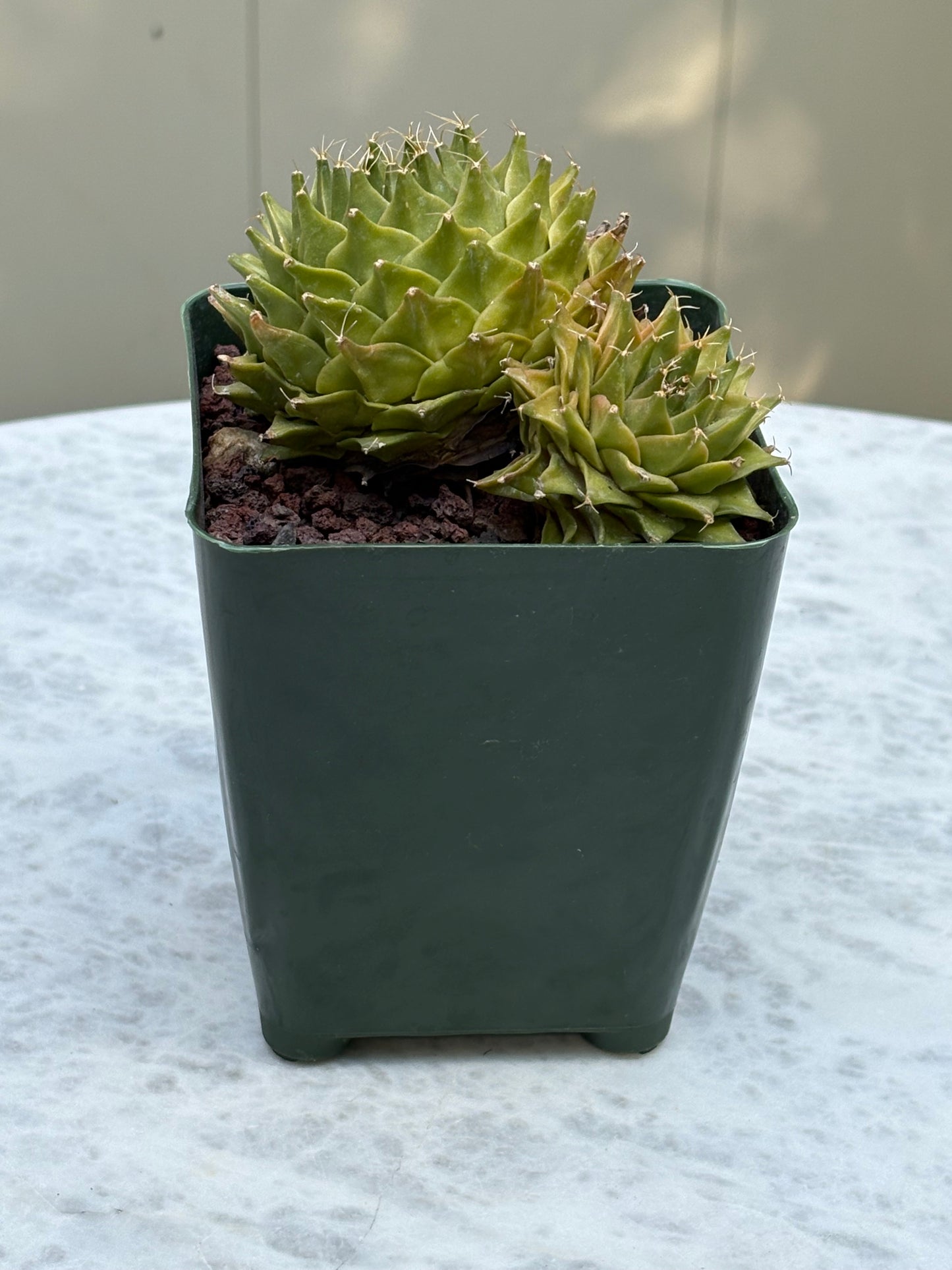 Obregonia denegrii – Artichoke Cactus. Double Header.