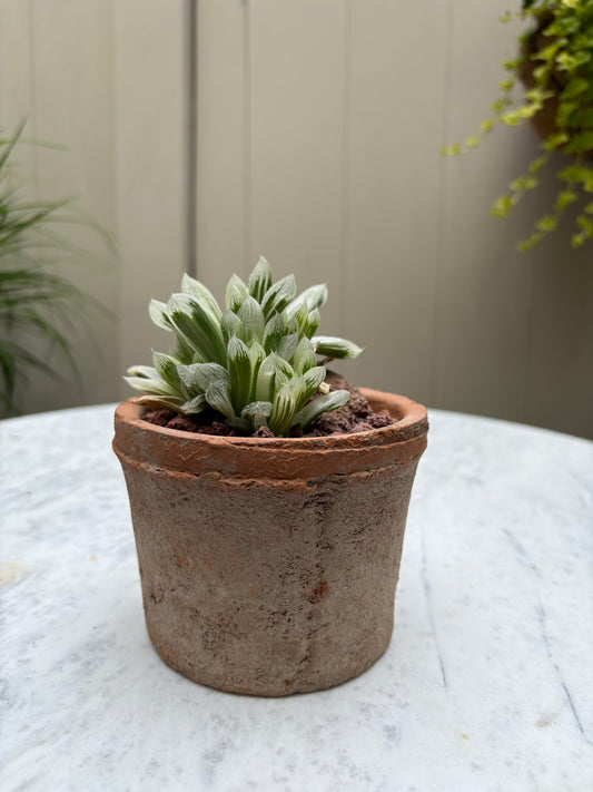 Haworthia ‘Casper’ variegated w/pot