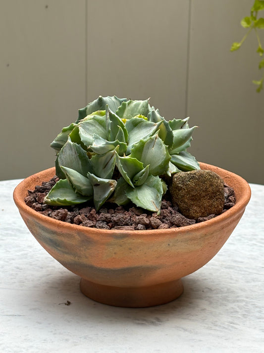 Agave ‘Ohi Raijin’ in Oaxaca wood fired pot.