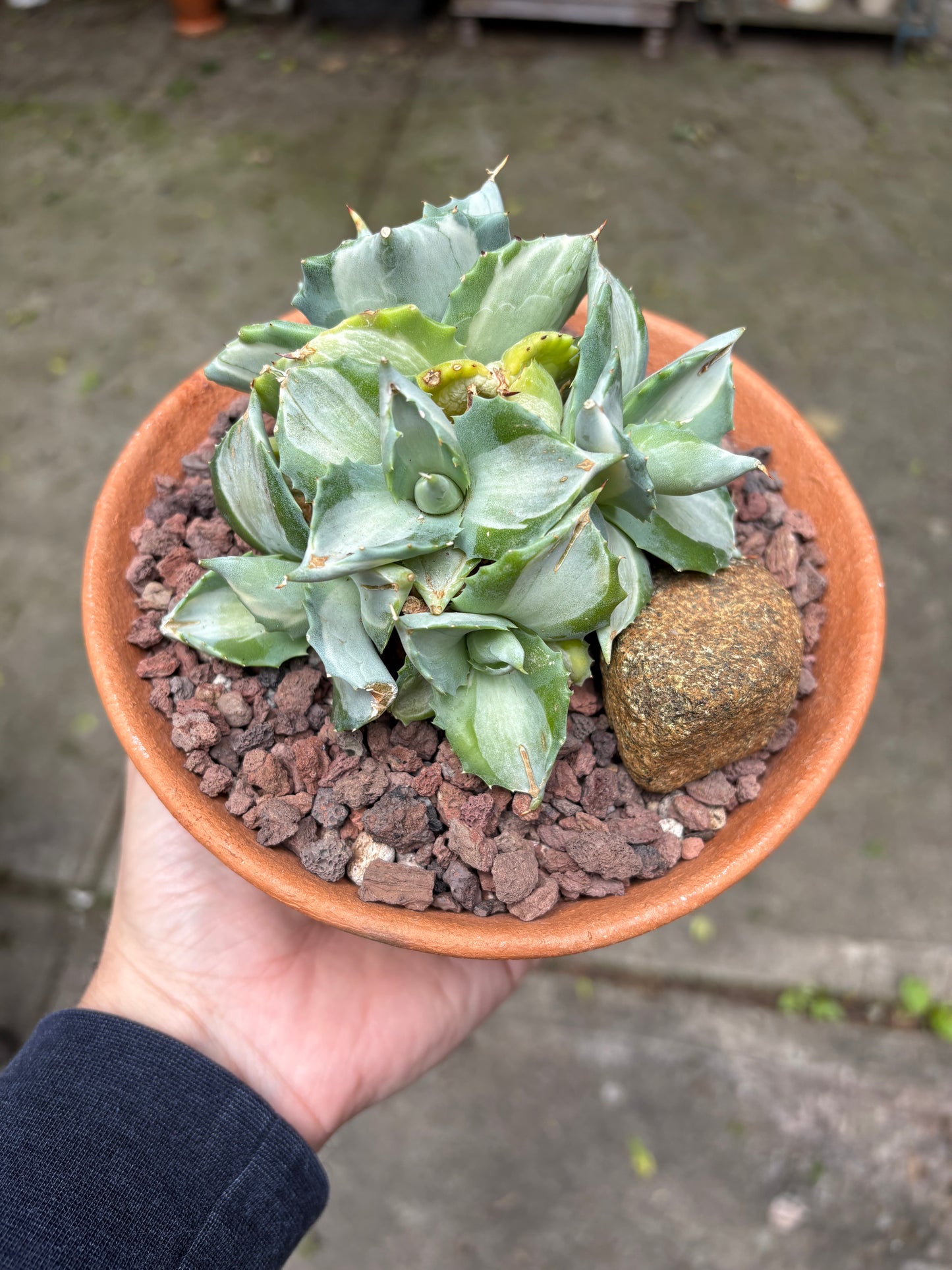 Agave ‘Ohi Raijin’ in Oaxaca wood fired pot.