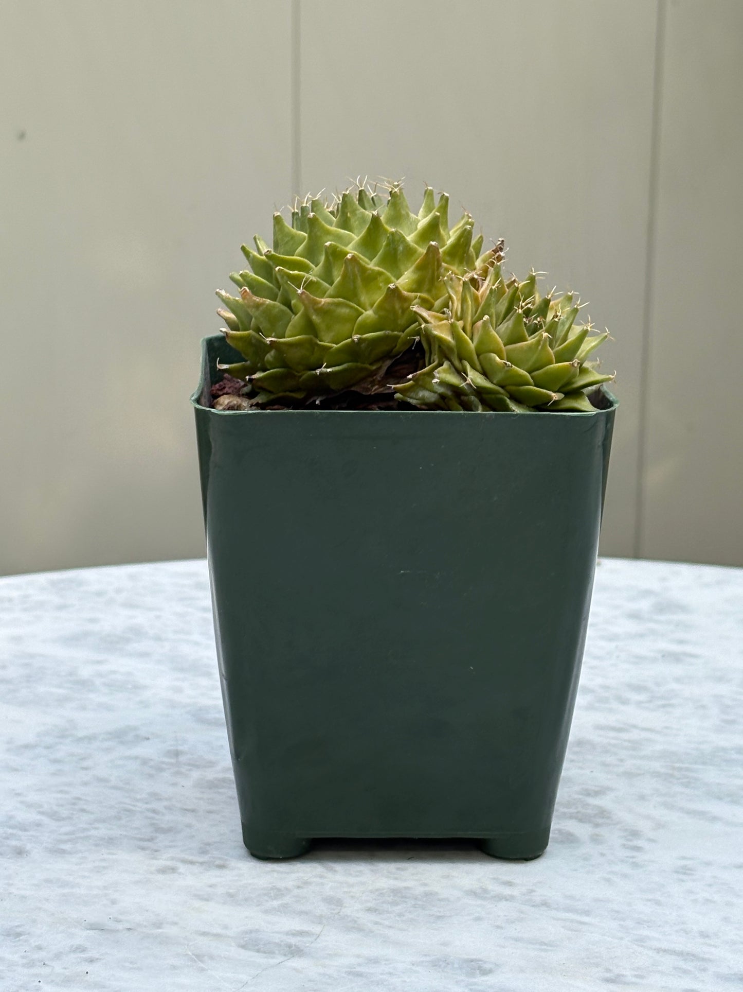 Obregonia denegrii – Artichoke Cactus. Double Header.