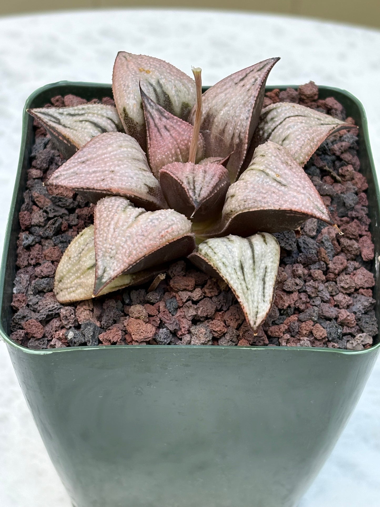 Haworthia ‘Princess Kazunomiya’