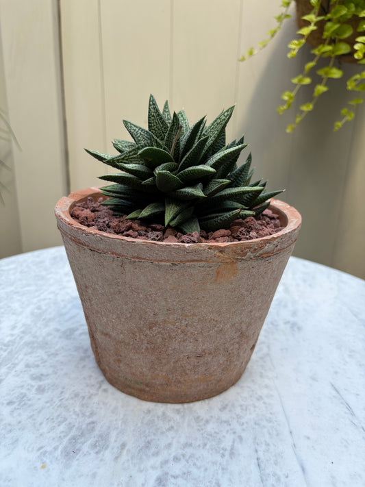 Haworthiopsis ‘Marble Queen’
