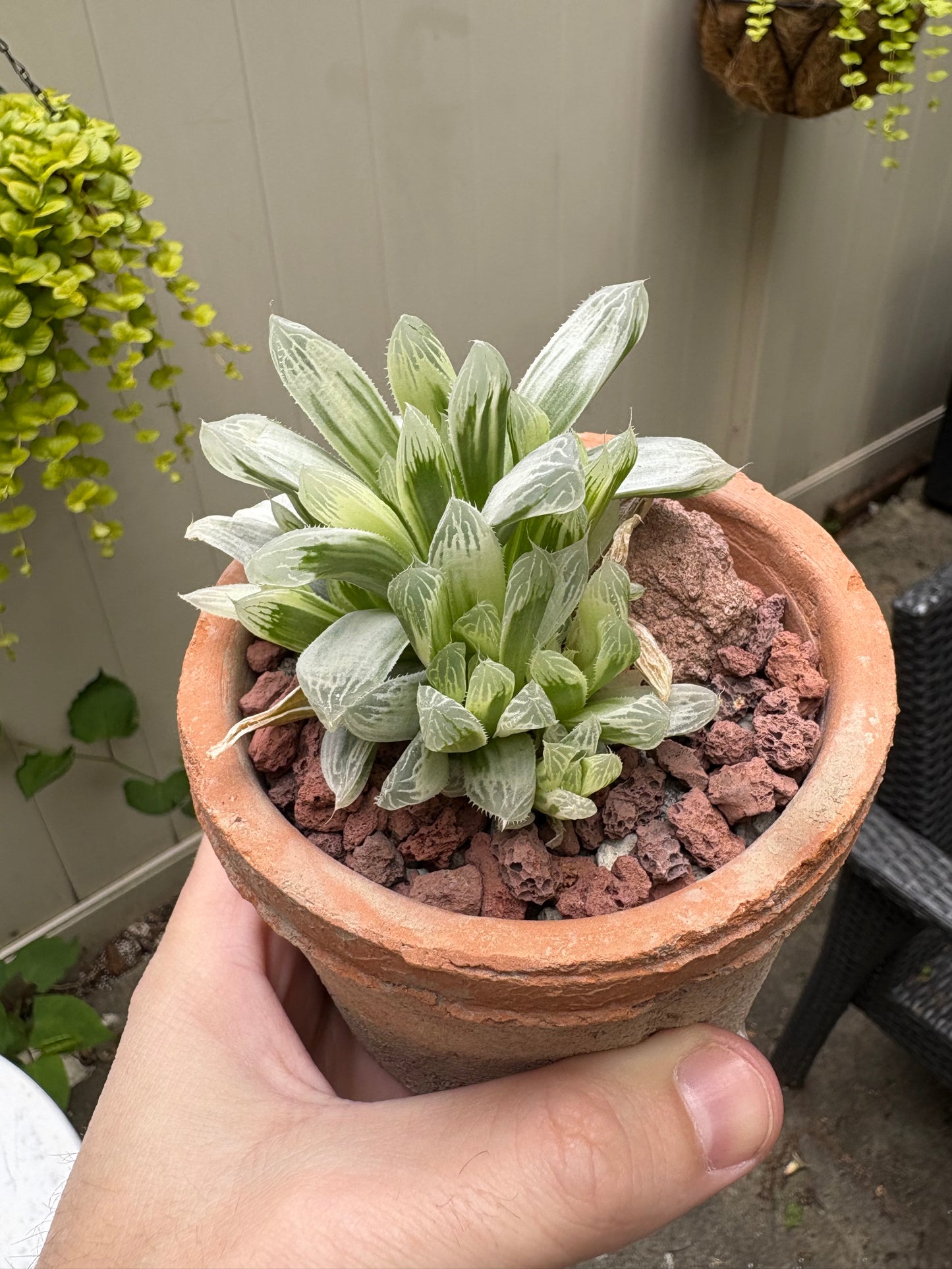 Haworthia ‘Casper’ variegated w/pot
