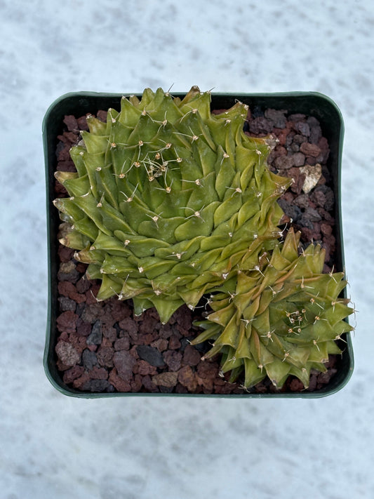 Obregonia denegrii – Artichoke Cactus. Double Header.