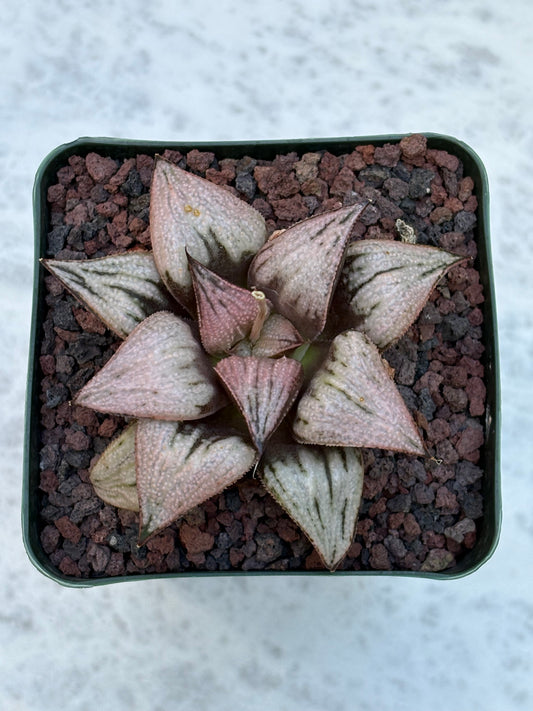 Haworthia ‘Princess Kazunomiya’