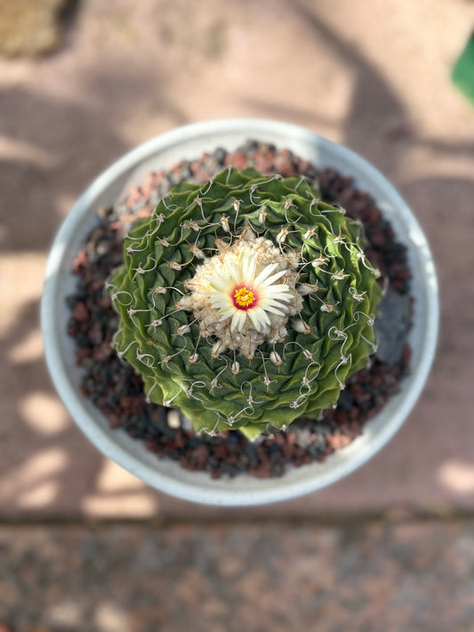Obregonia denegrii – Artichoke Cactus. Old Specimen.
