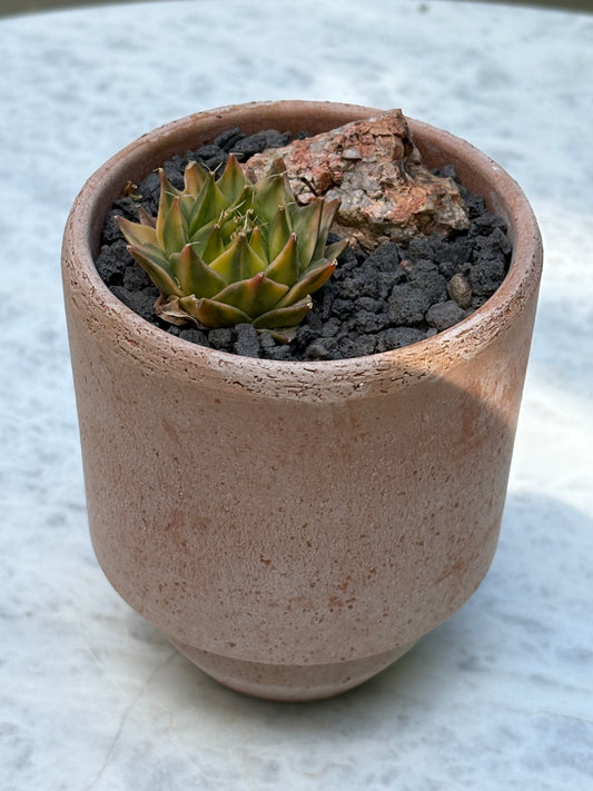 Obregonia denegrii variegated – Artichoke Cactus w/ pot