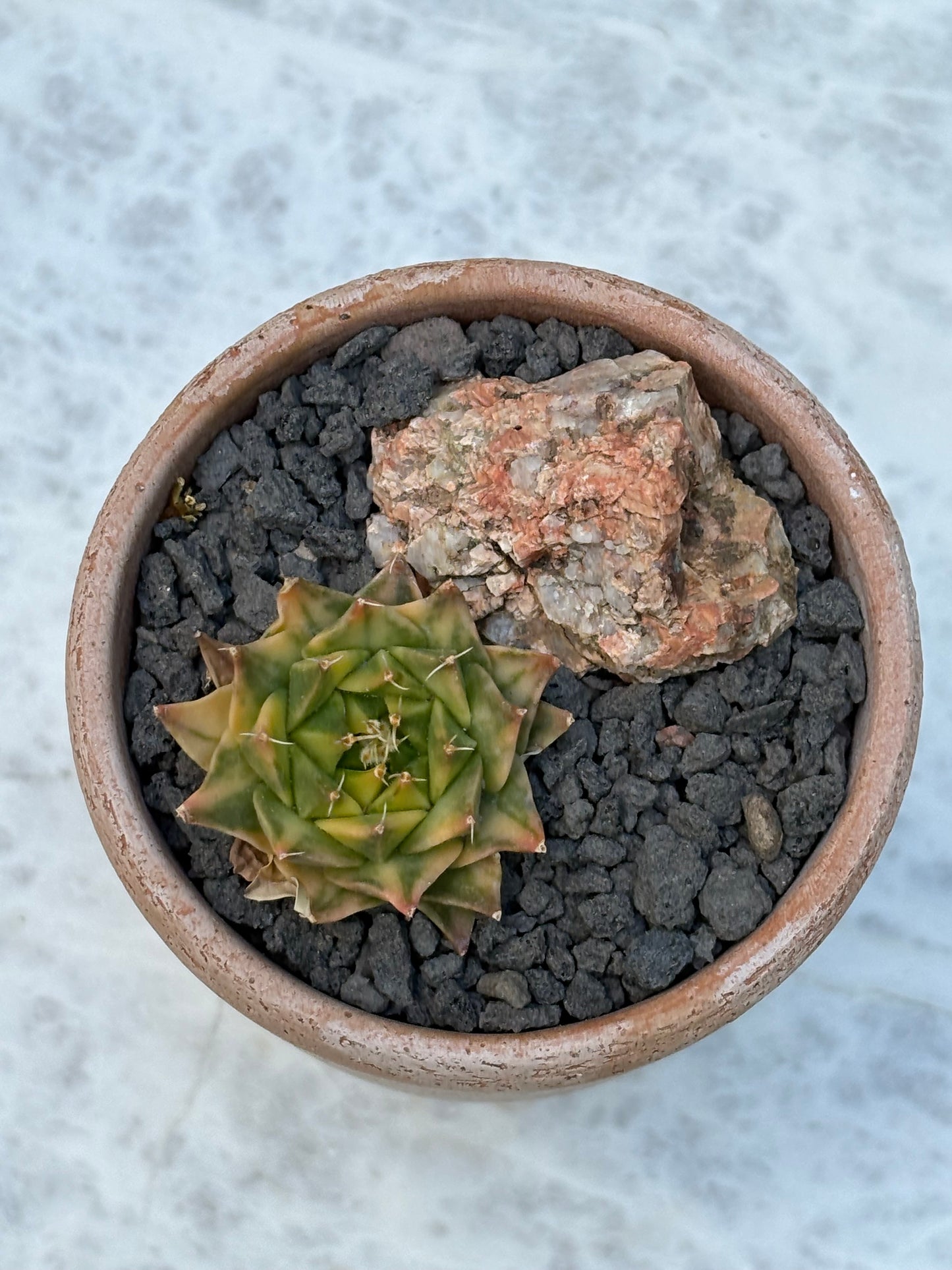 Obregonia denegrii variegated – Artichoke Cactus w/ pot