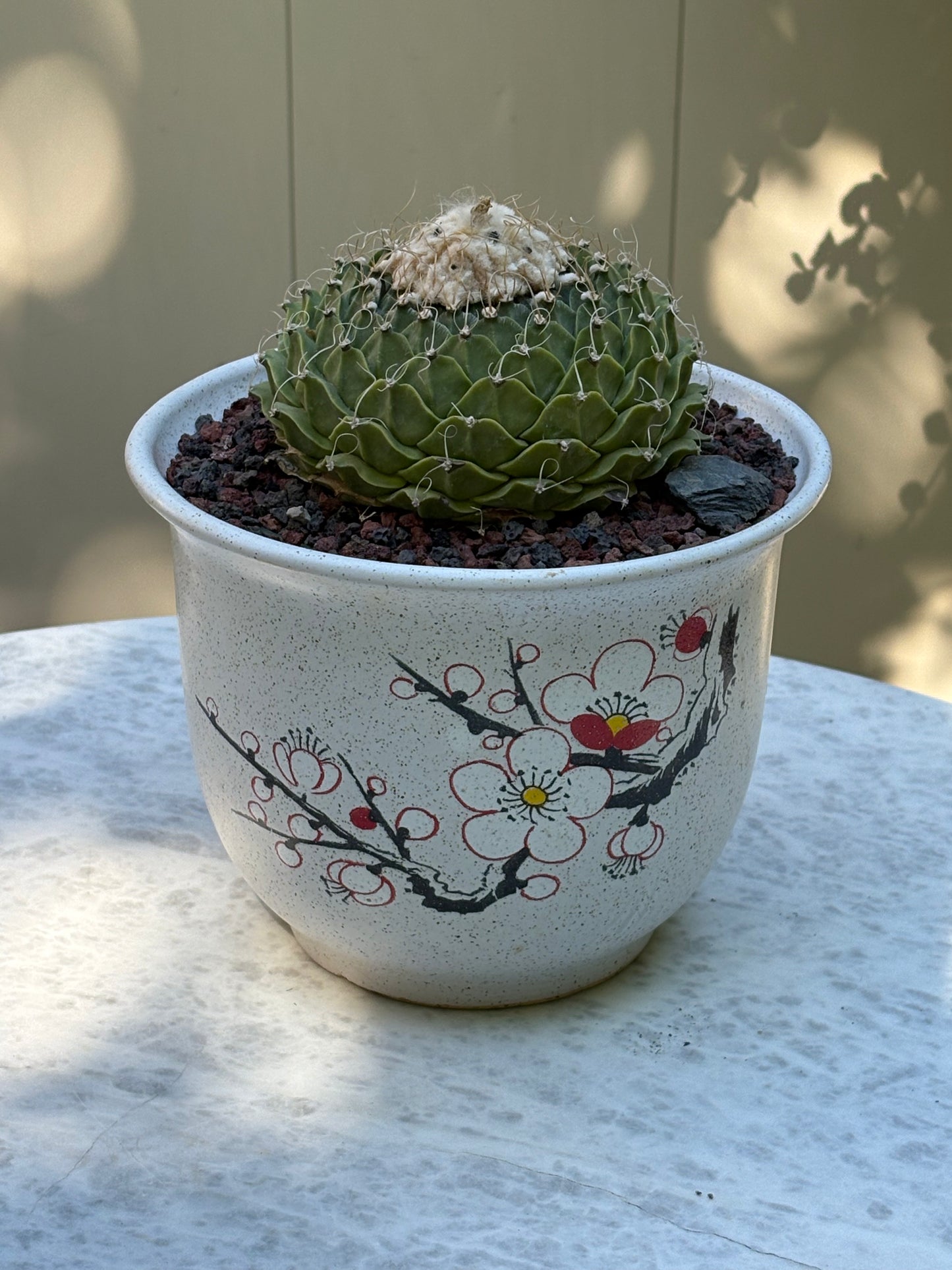 Obregonia denegrii – Artichoke Cactus. Old Specimen.