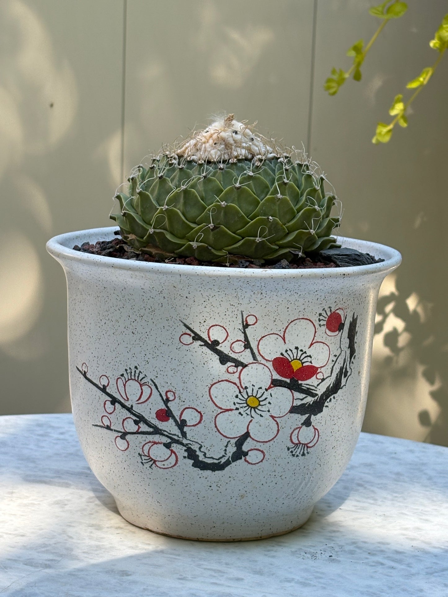 Obregonia denegrii – Artichoke Cactus. Old Specimen.