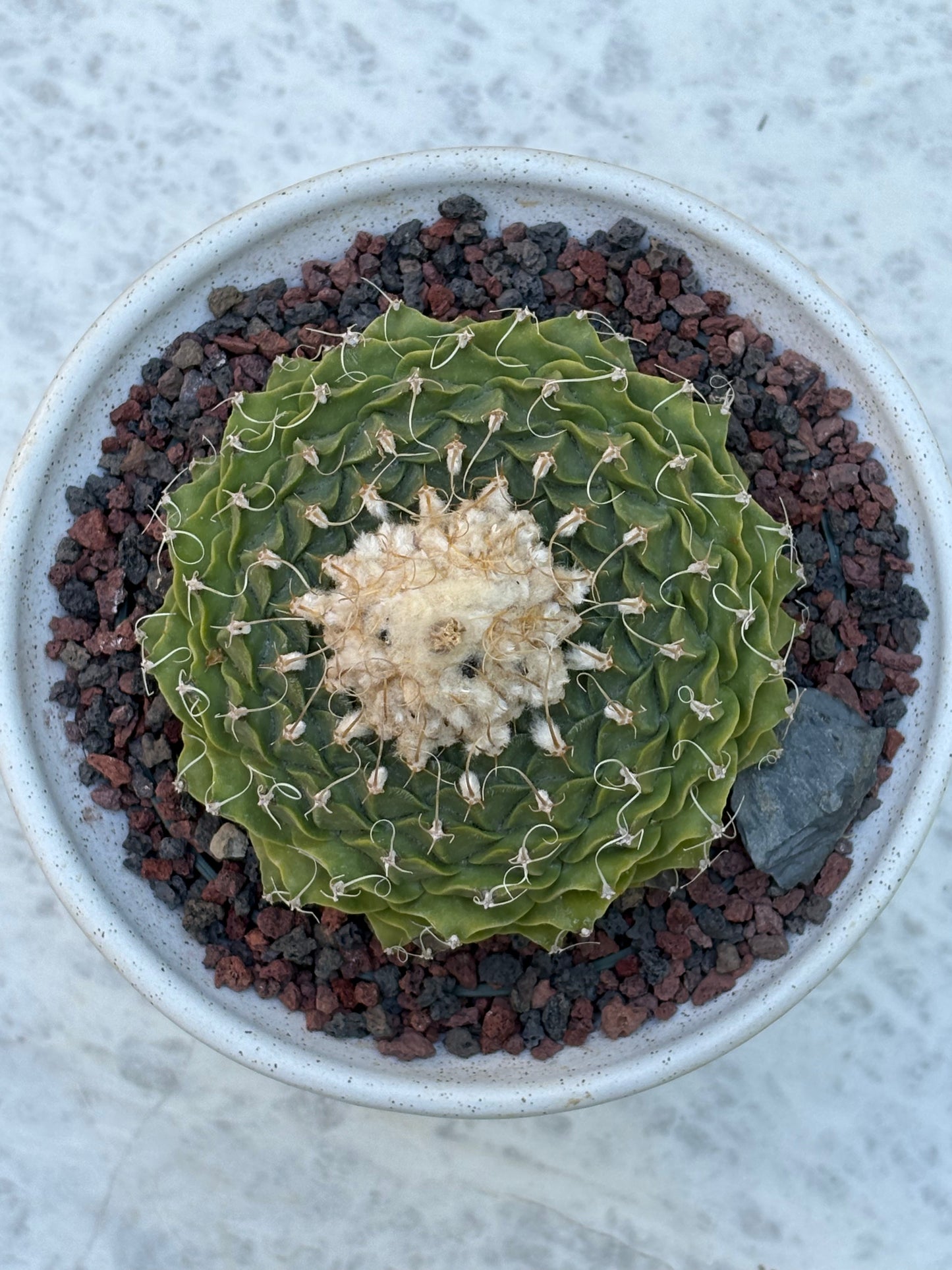 Obregonia denegrii – Artichoke Cactus. Old Specimen.